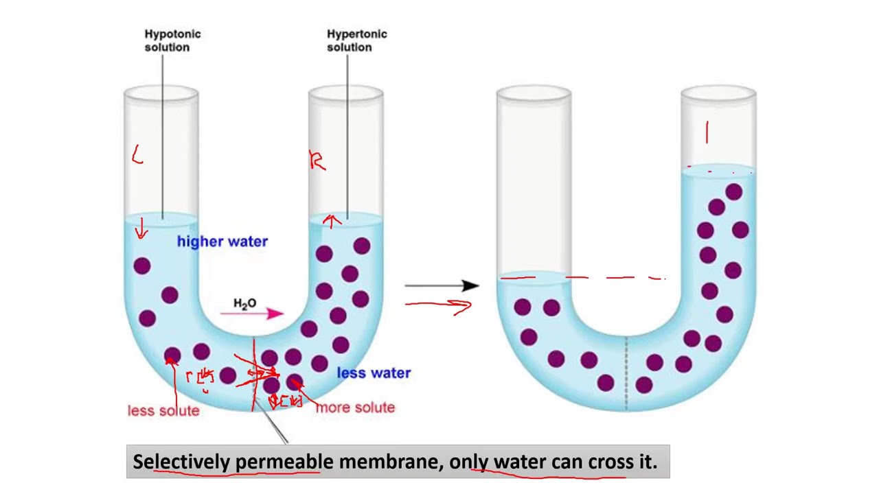Lecture 3, Part 3: Osmosis