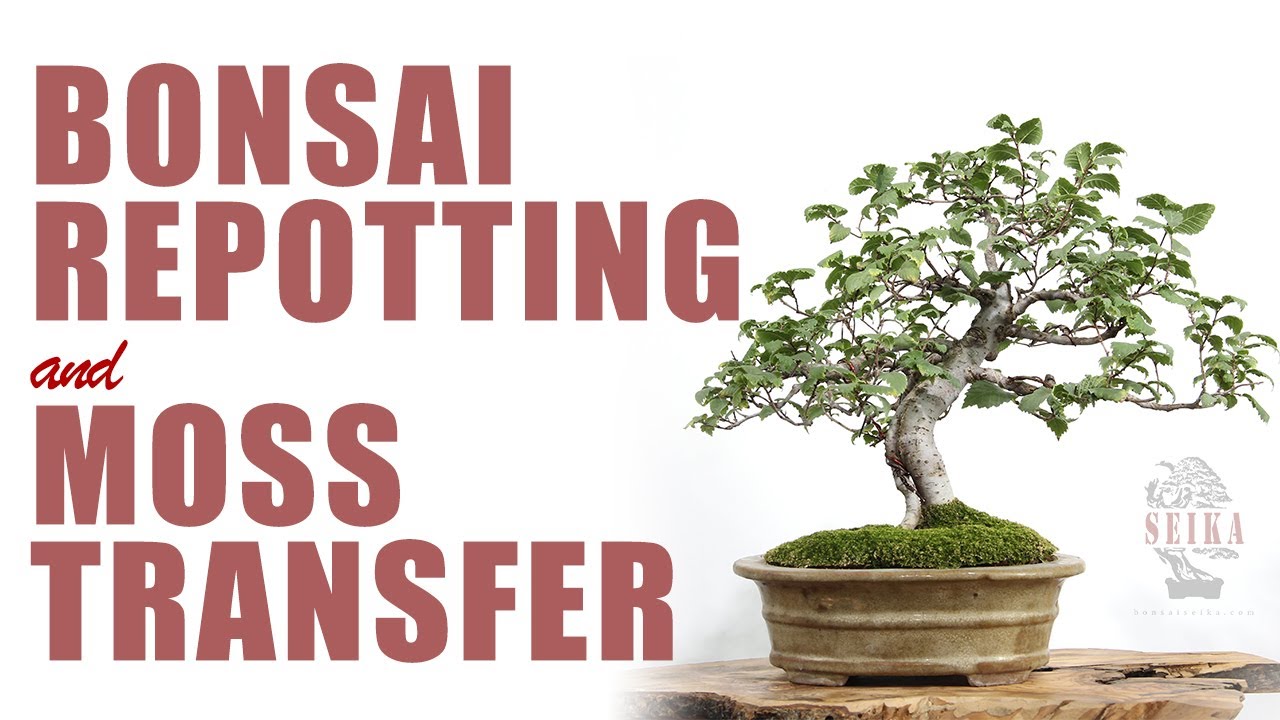 Yerli Karaağaç Bonsai Saksı Değişimi - ASMR