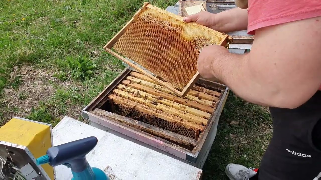 La stupina din pădure - lărgim cuibul coloniilor de albine.