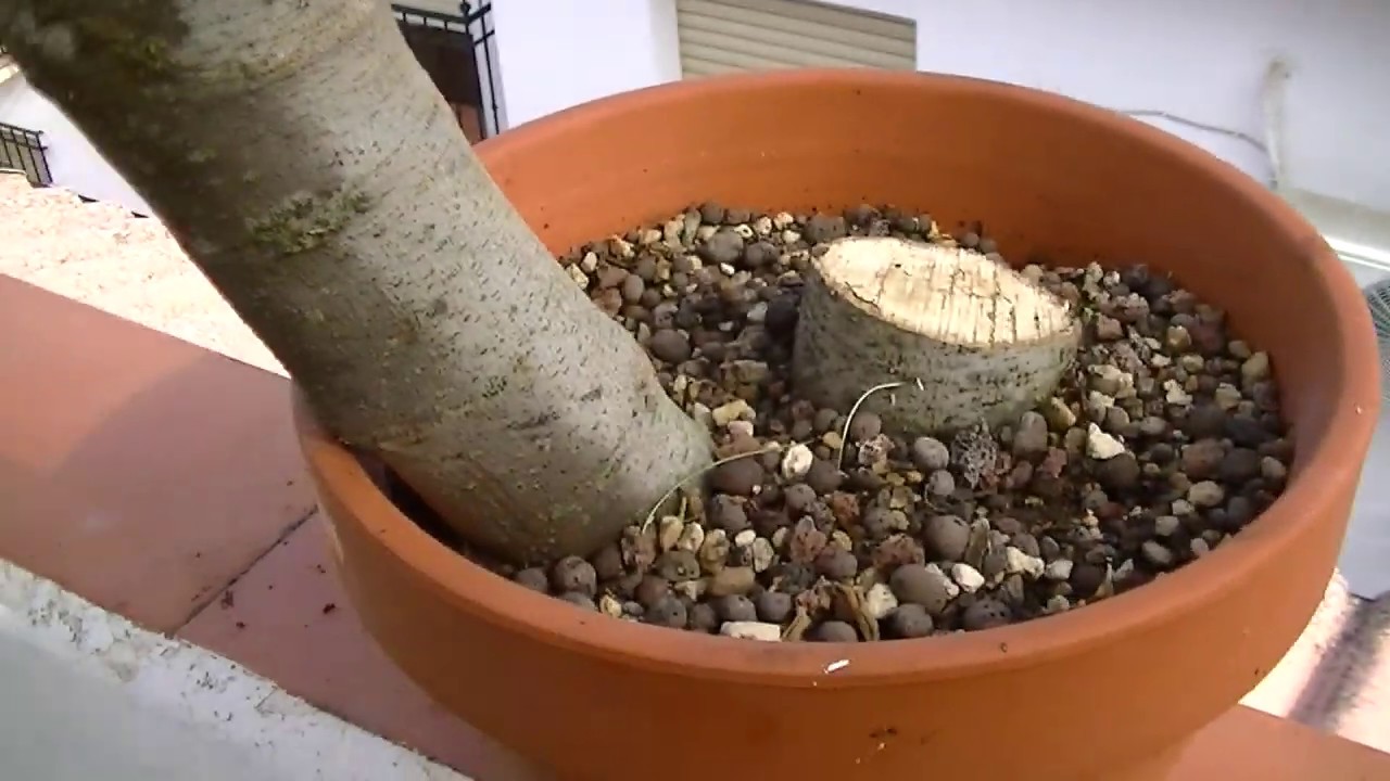 repaso esquejes en bolsa abril 2020