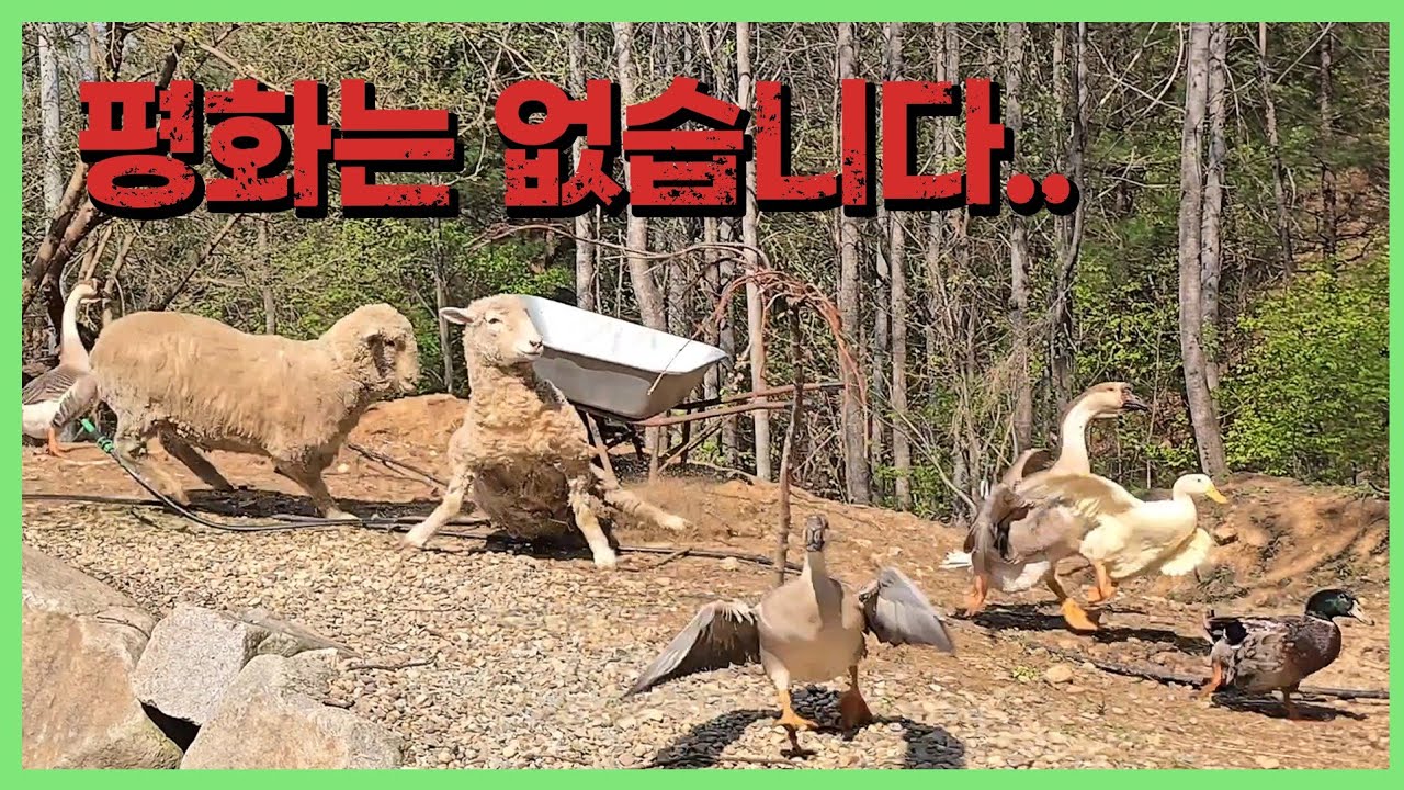 뗄까요 둘까요?