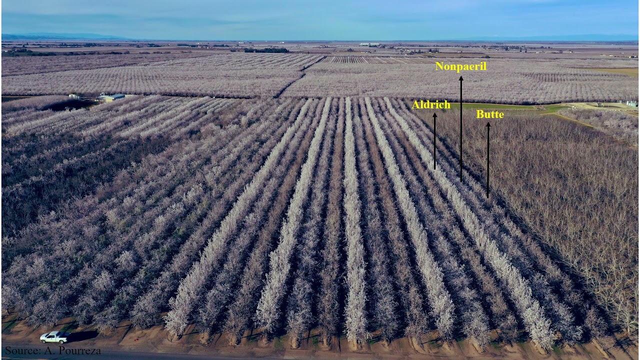 Next Generation of Almond Orchard Irrigation System Designs