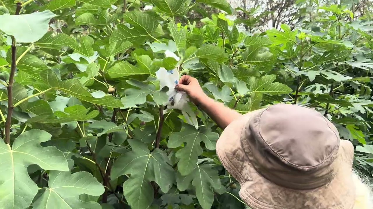 Защита спелых инжиров — альтернатива мешочкам из органзы.