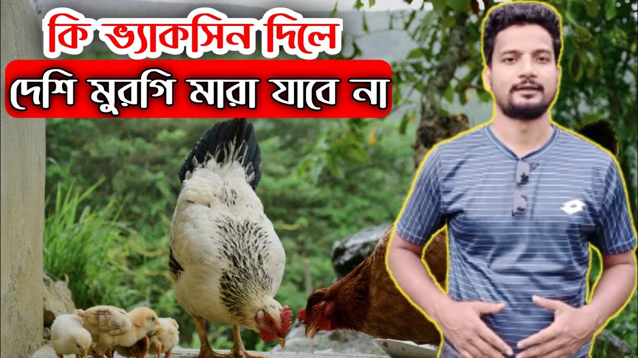 কি ভ্যাকসিন দিলে দেশি মুরগি মারা যাবে না, আপনাদের প্রশ্নের উত্তরূ #shakilfarming #দেশিমুরগিপালন