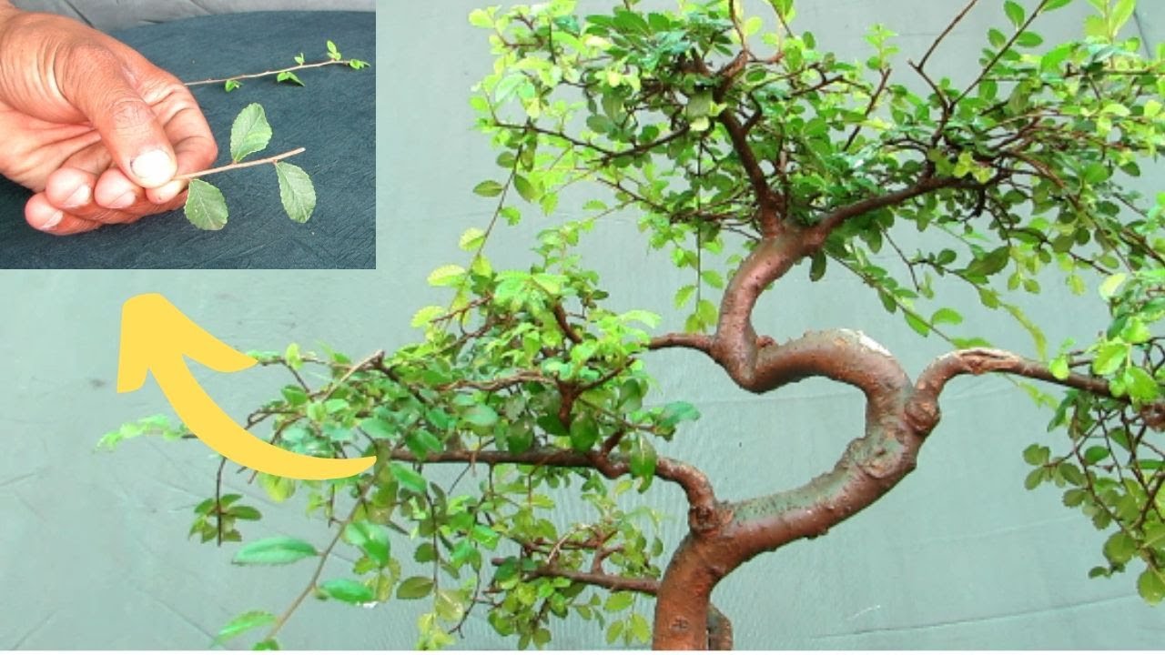 Bonsai Chinese Elm /Pruning/ Top 3 Tips