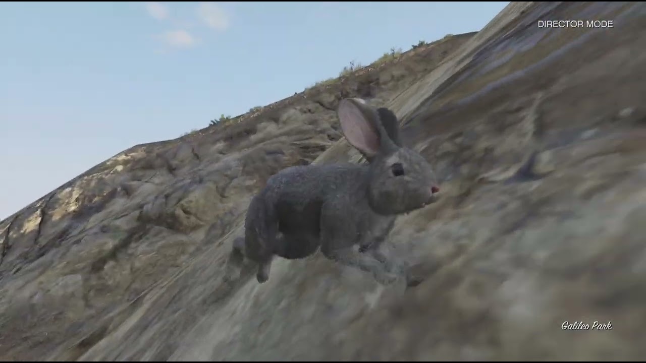 Life as a rabbit