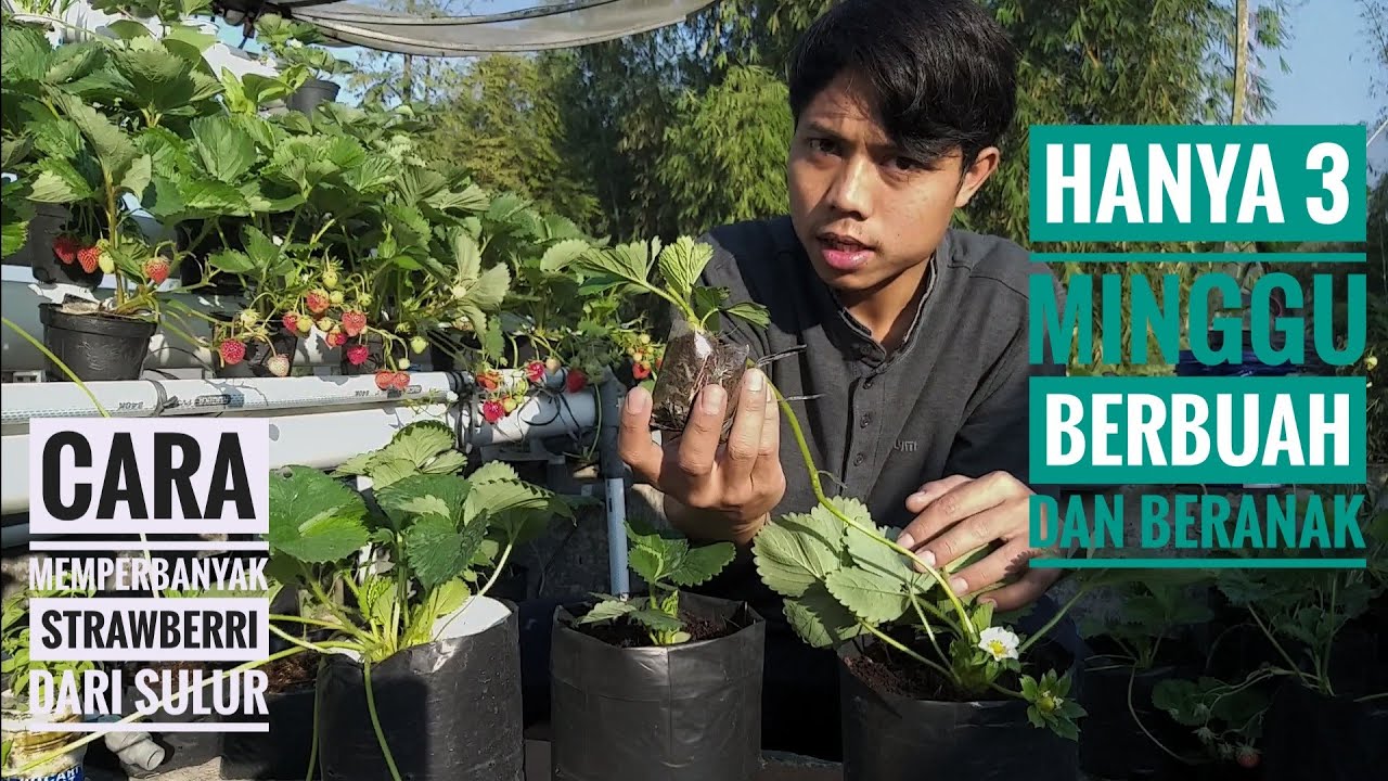 Cara menyemai memperbanyak strawberri mudah cepat dan pasti berhasil, untuk penjualan
