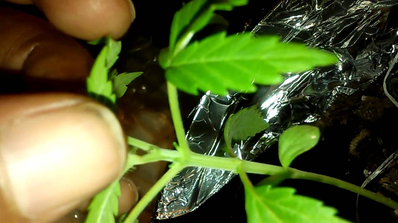 3 1/2 week old plants, showing early signs of sex