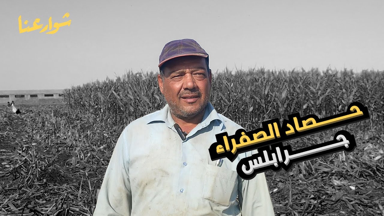 حصاد الصفراء ( جرابلس ) [ شوارعنا ]