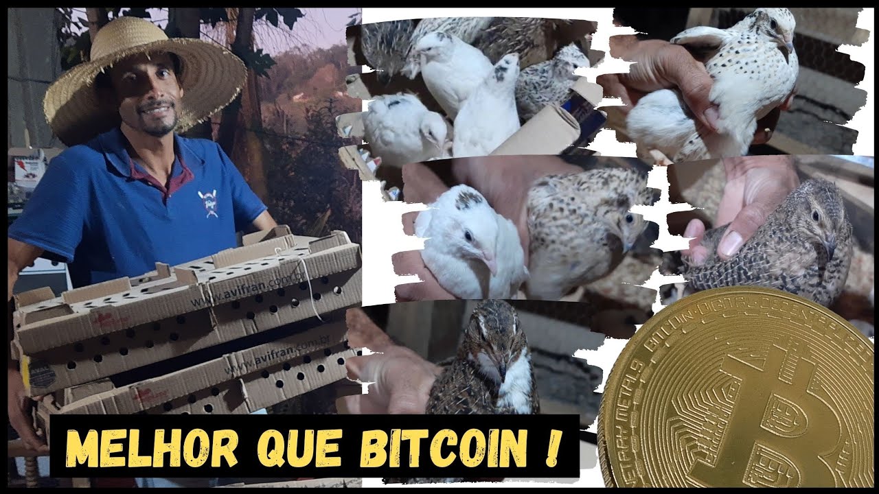 Investindo Sem Medo-Comprei + um Lote de Codorna GIGANTE 