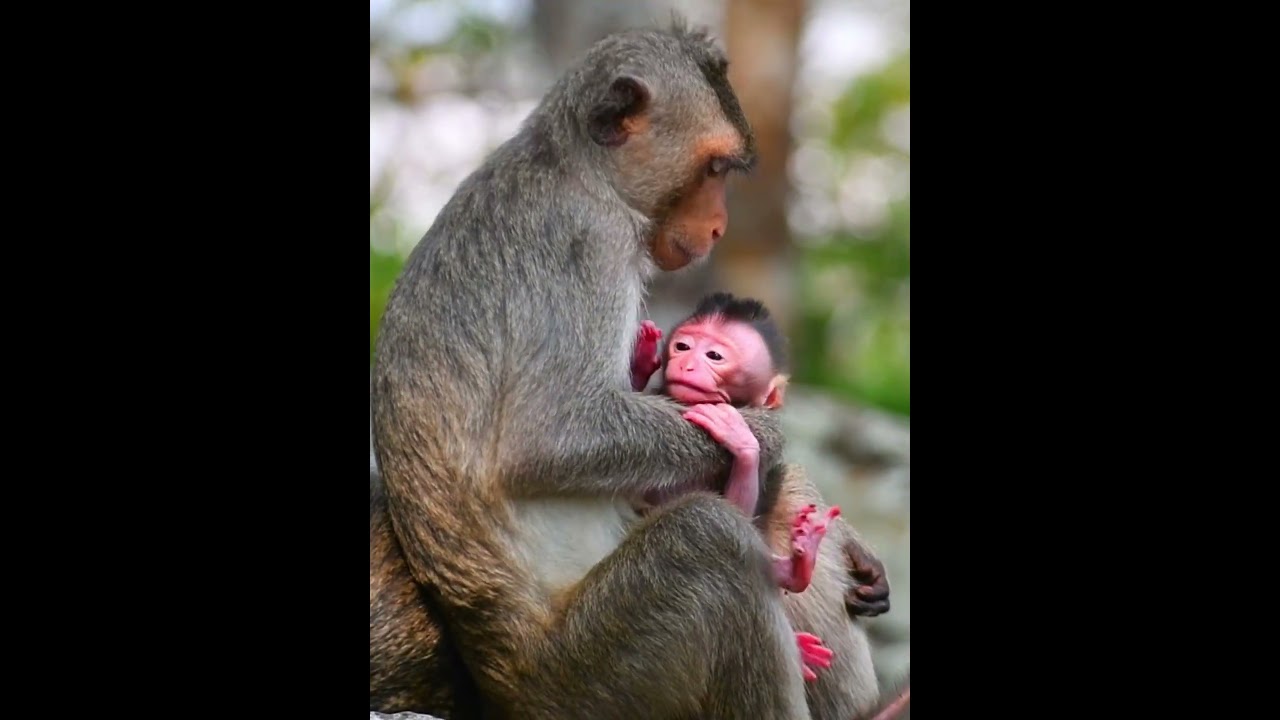 Just Newborn Baby Trying Very Hard To Hug Mom #monkey