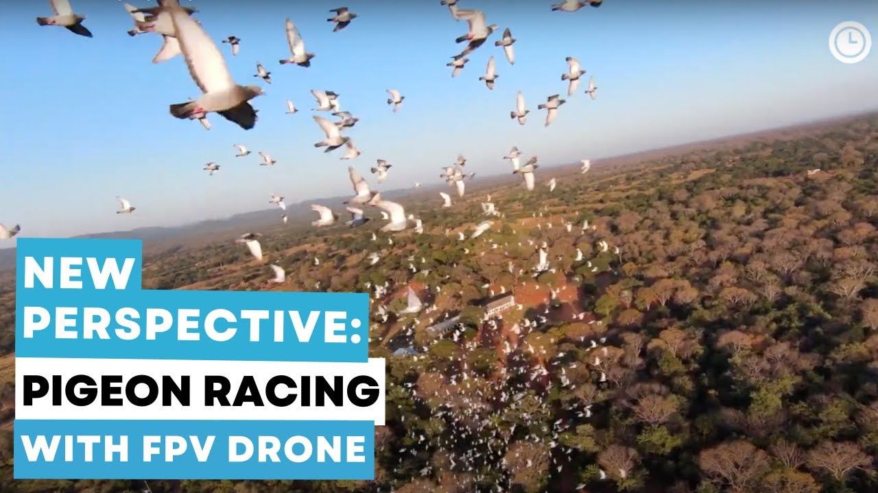 Pigeon Racing from a New Perspective: FPV Drone Training Flight