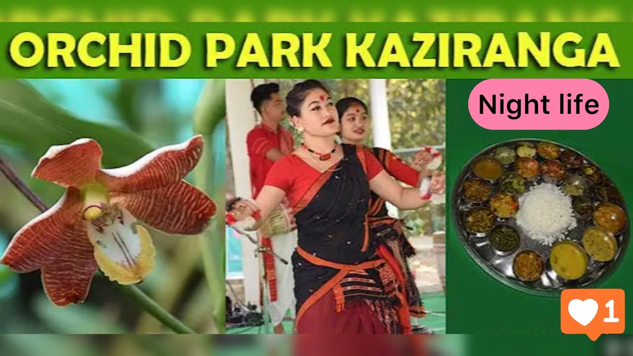 Kaziranga Orchid Park🌸| Largest Orchid Park Of 🇮🇳 | Night life at Kaziranga National Park🦏#kaziranga