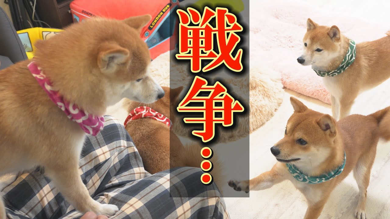 同盟、そして裏切り…柴犬達による壮絶な争いが起こってしまいました・・・
