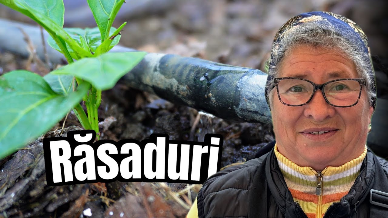 Plantam rasadurile | in gradina buncii + solarul bunicii