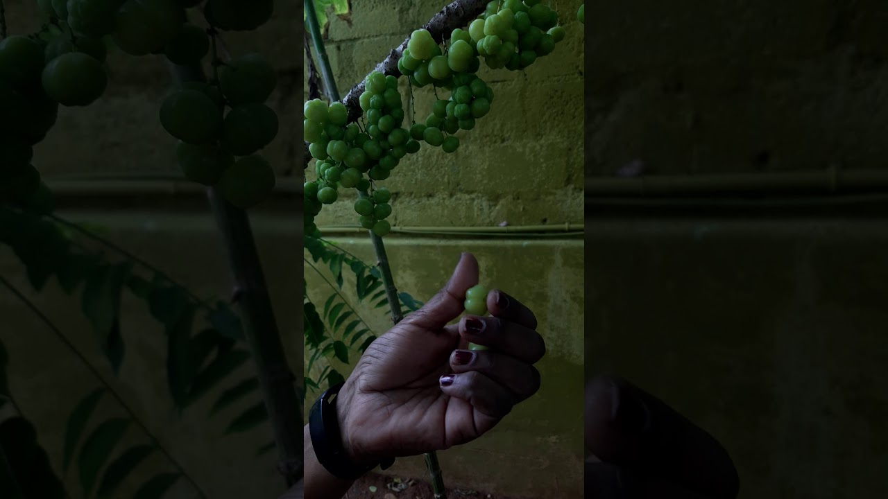 Lesser known medicinal plants-Phyllanthus acidus