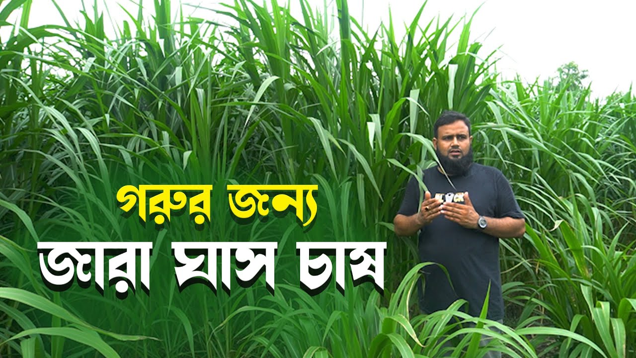 গরুর জন্য জারা ঘাস চাষ । ২ গিটের ঘাসের কাটিং ডেলিভারি চলছে#farming #farm
