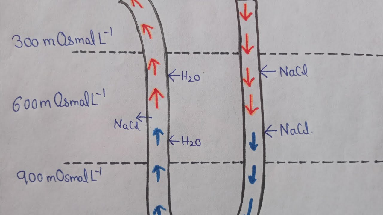 Counter current mechanism simple explanation kidney