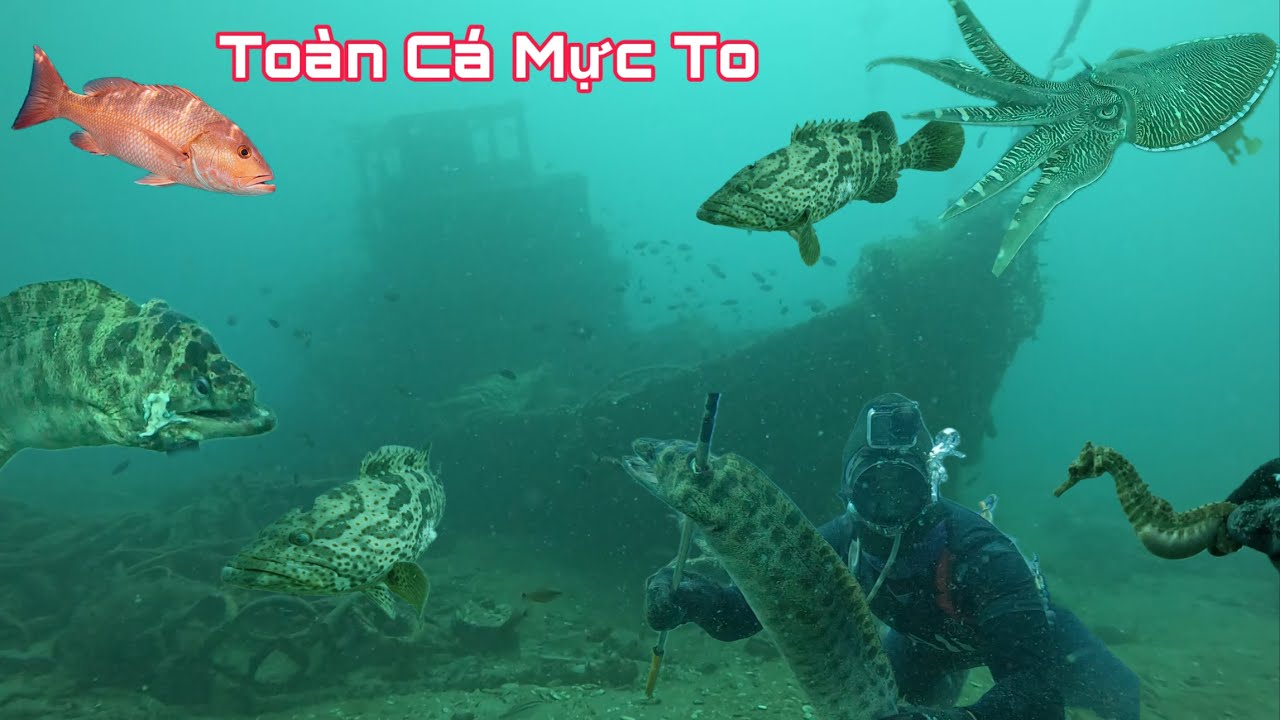 Ớn Lạnh Phát Hiện Cùng Lúc 2 Chiếu Tàu Đắm Chìm Có Cá Mực To Siêu Khủng Ở Vùng Nước Sâu