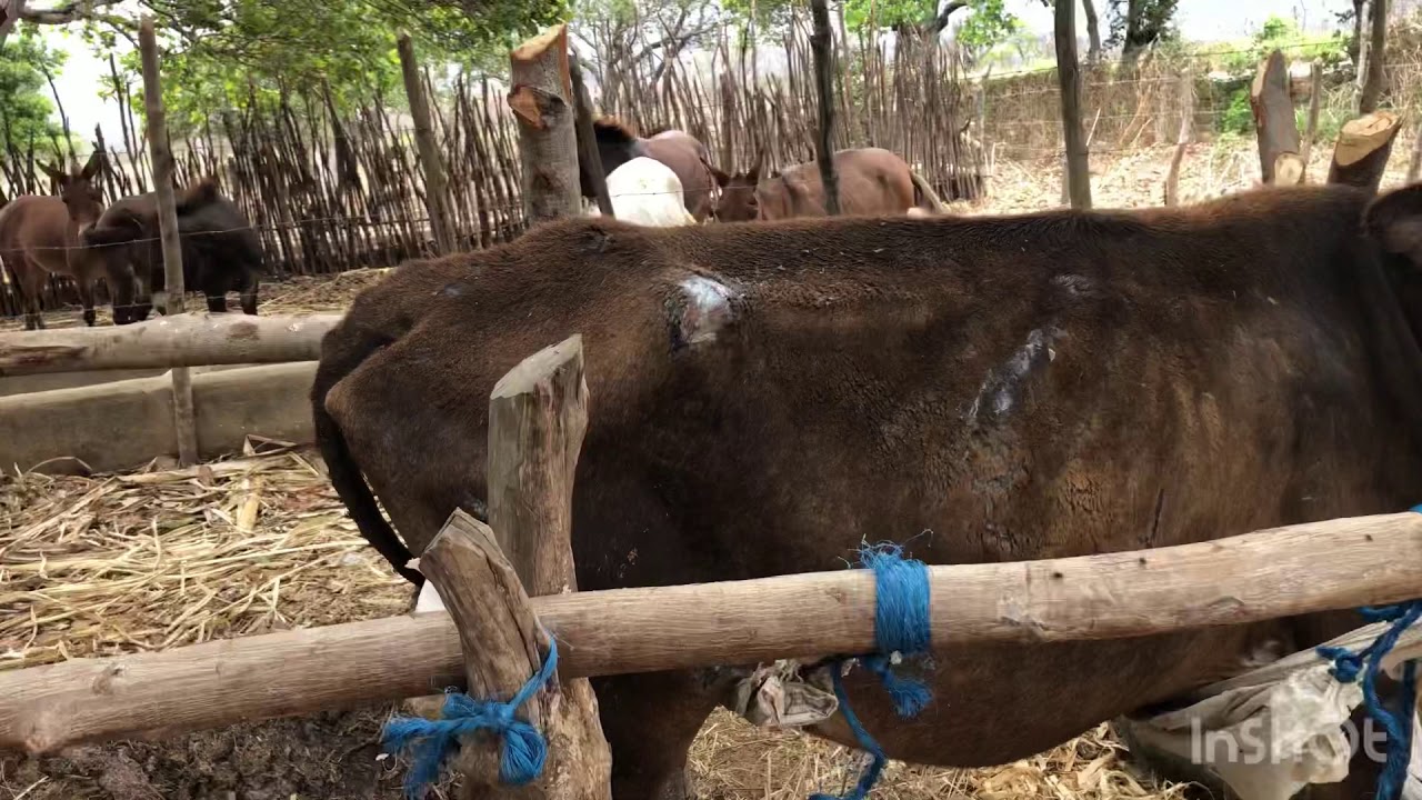 Suporte para manter vaca doente em pé, e a situação que a seca deixa o pequeno pecuarista