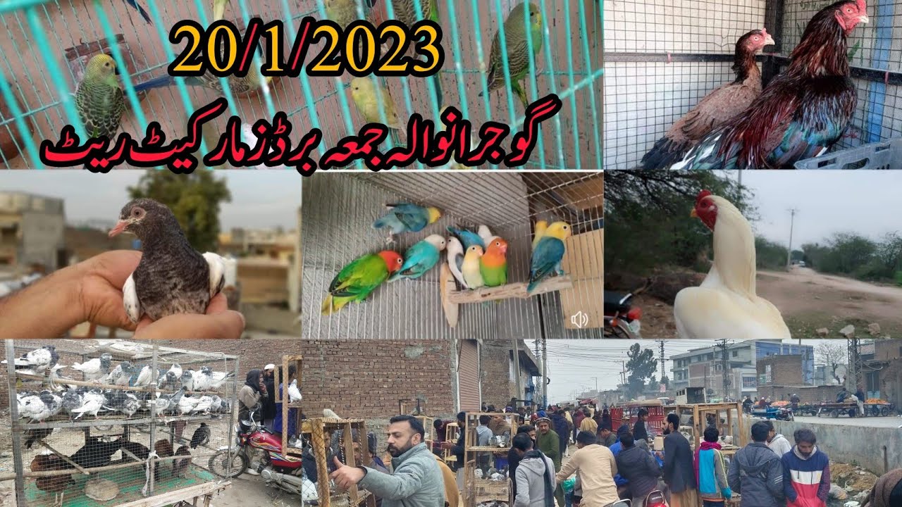 Gujranwala Friday Birds market last update Friday Birds market Gujranwala bird's  price update ||