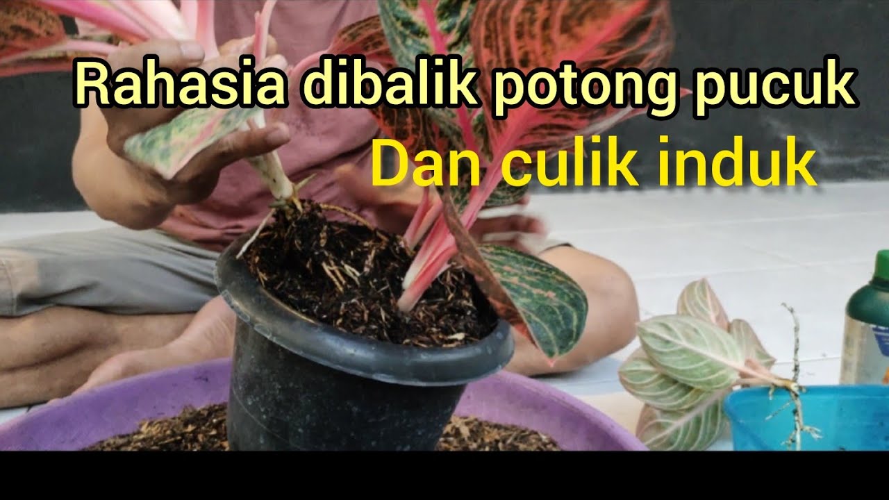 Rahasia potong pucuk dan culik induk||gak banyak yang tau