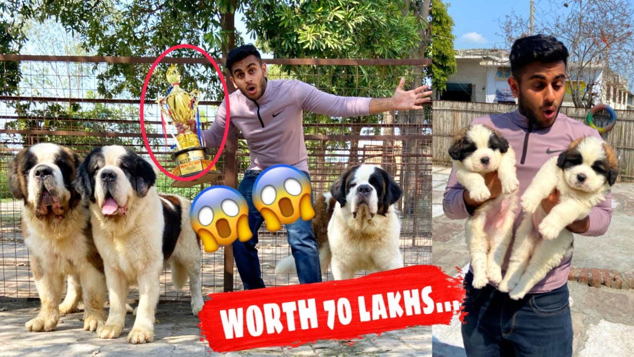 india's biggest dog farm