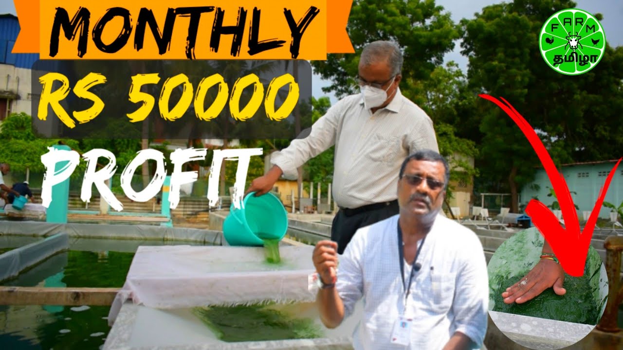 குறைந்தபட்சம் மாதம்  Rs.50000 வருமானம் | Spirulina Cultivation Part -2 | நீர் கீரை - உற்பத்தி முறை |