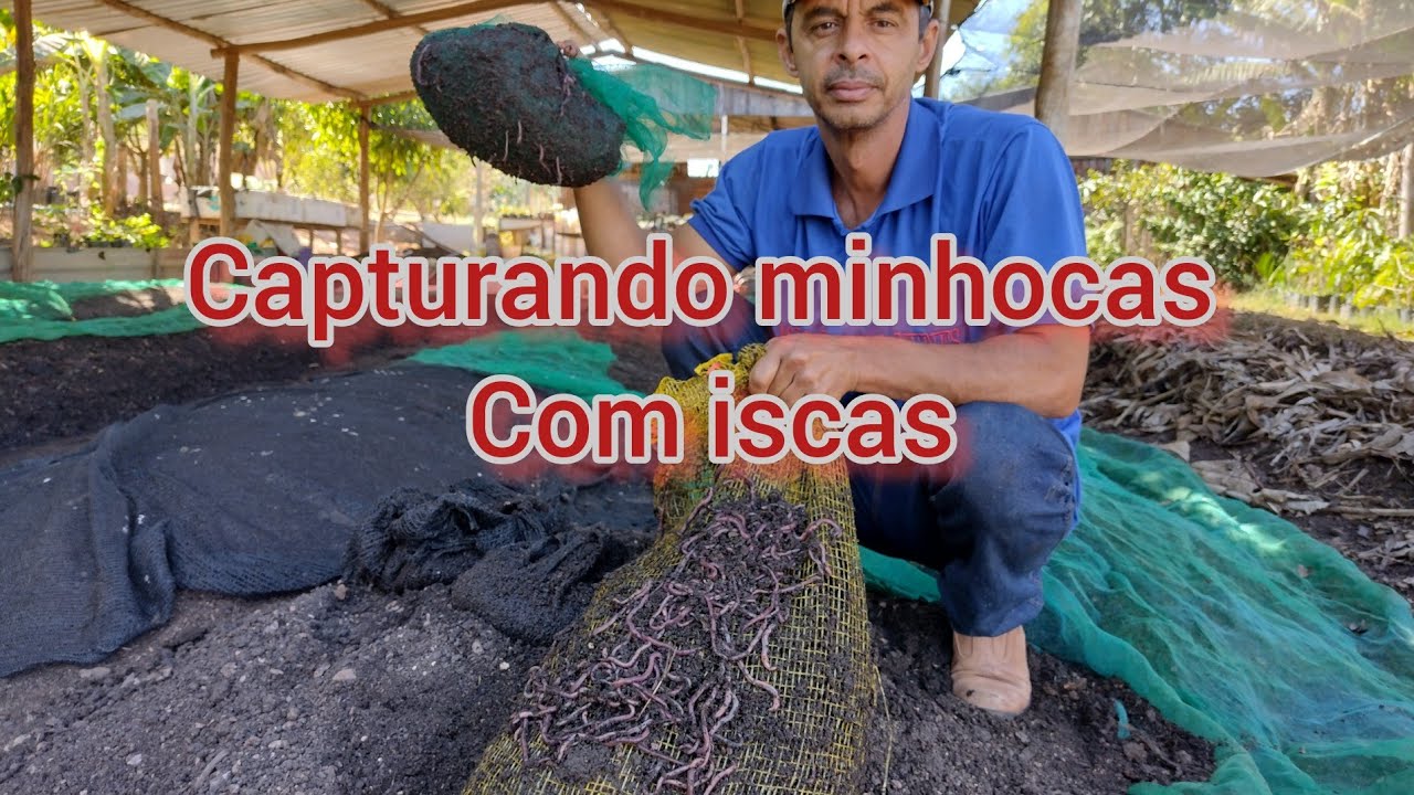 Capturando minhocas com armadilhas