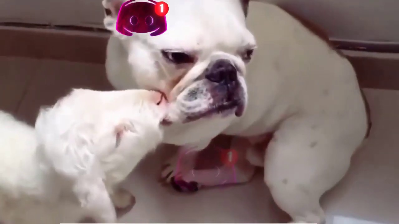 Funny Animal Try not to laugh At This Ultimate