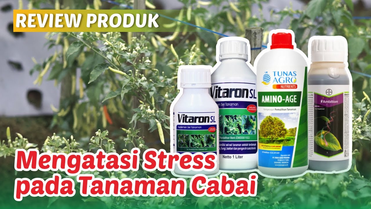Gunakan Vitaron, Ambition, & Amino Age untuk Mangatasi Stress pada Tanaman Cabe dan Sayur