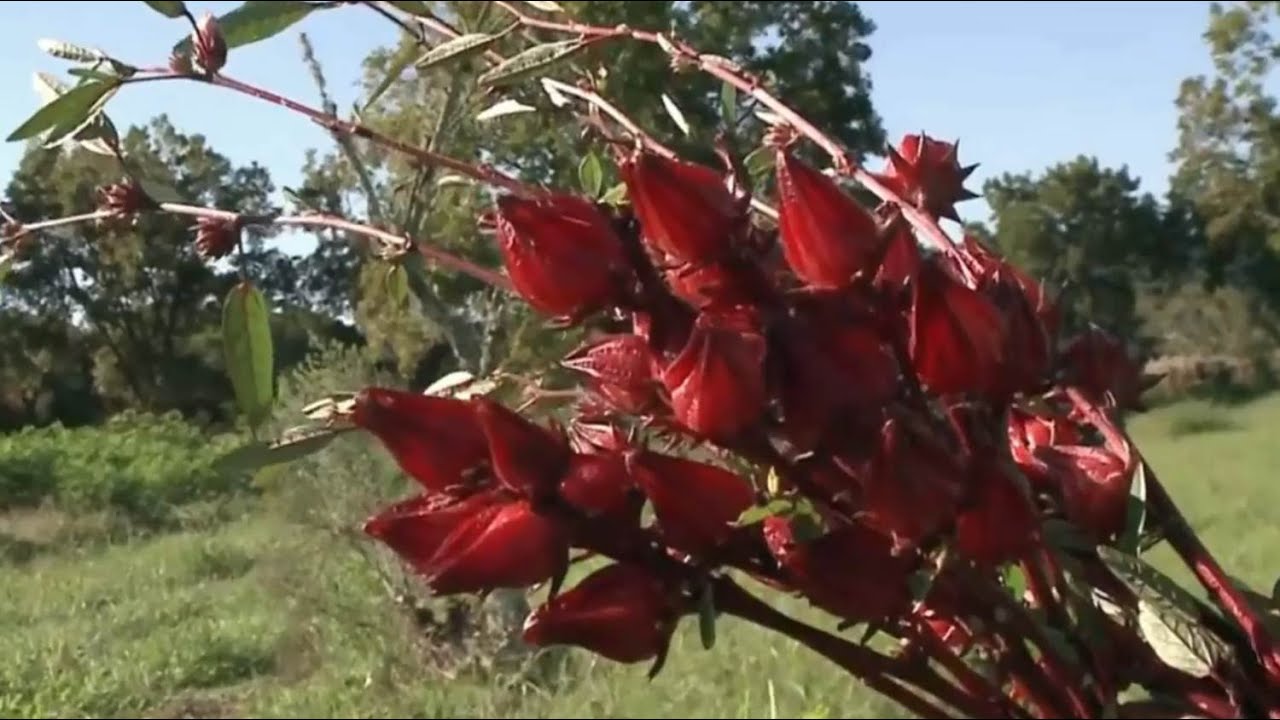 Aprenda a tratar o Hibisco após a colheita