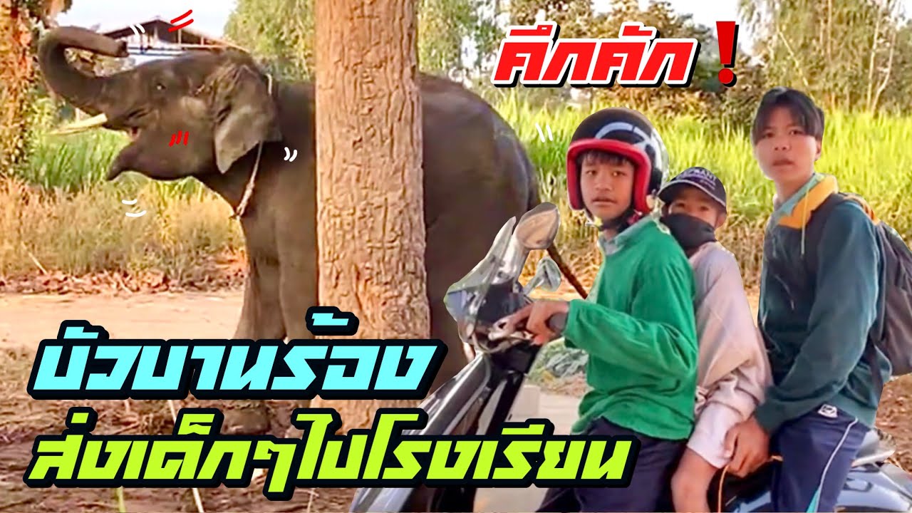 บัวบานคึก❗️ร้องอยู่หลังบ้าน😆ส่งเหนือไปเรียนกับพี่ๆ😉elephant