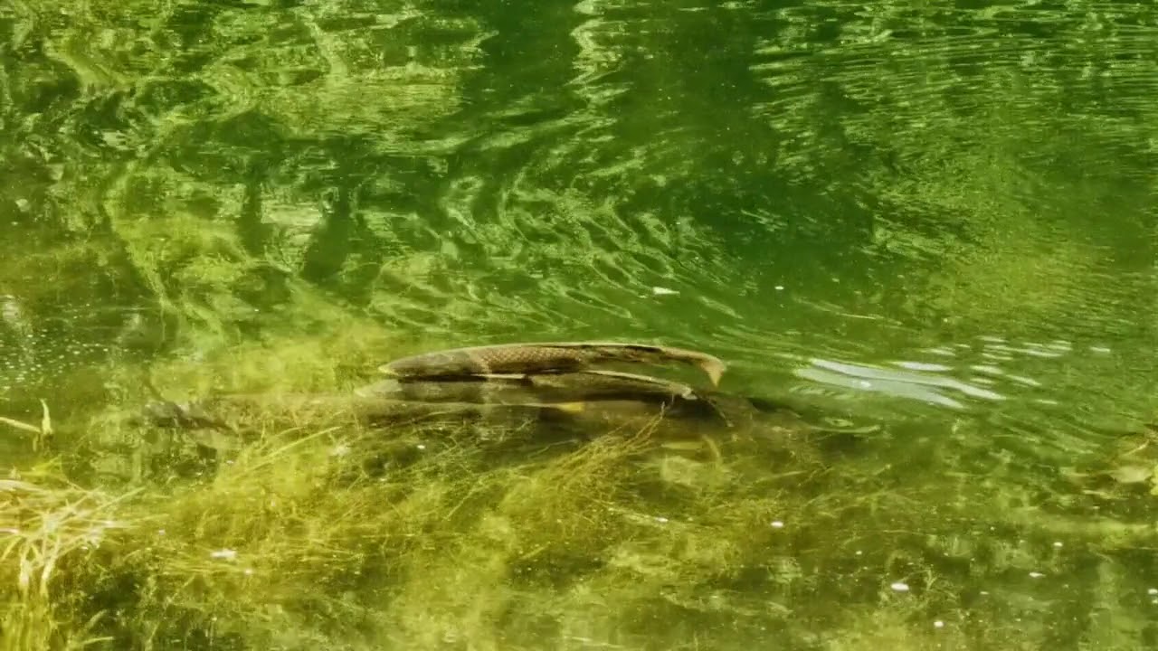 Frayage des carpes dans le canal du Loing mai 2020