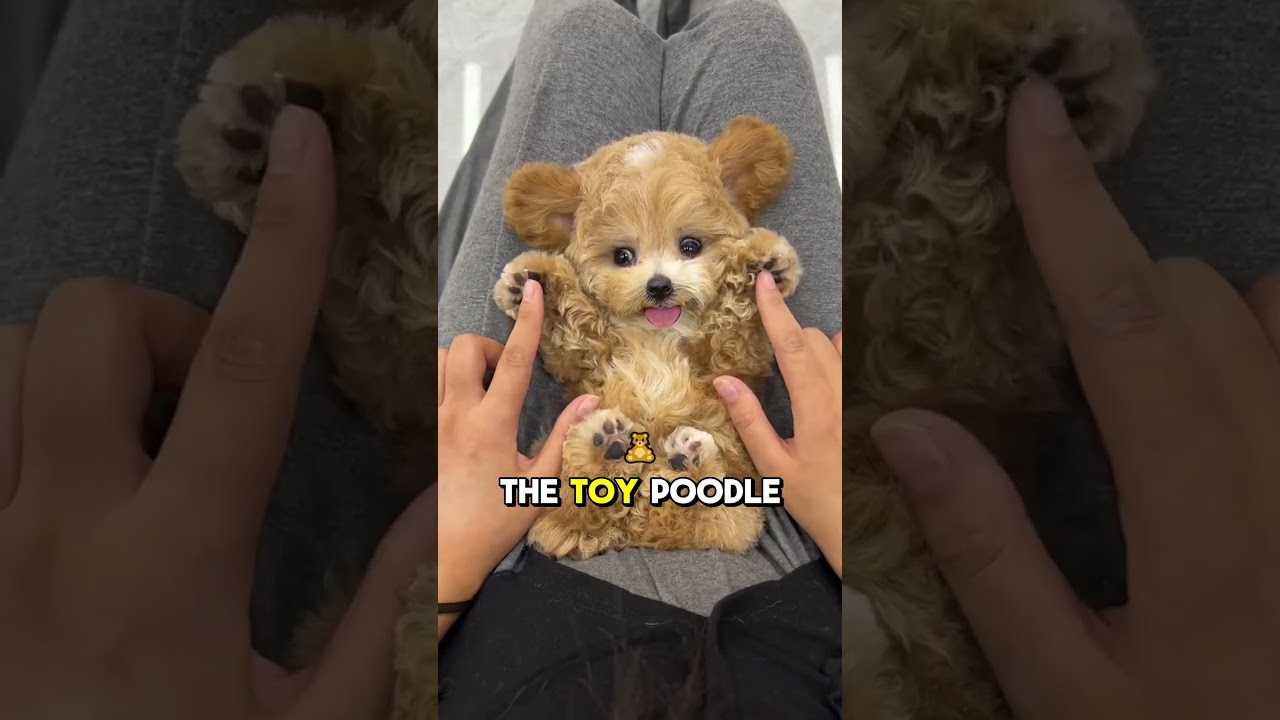 Размеры пуделей: стандартный, миниатюрный и той-пудель &ndash; какой подойдет именно вам? 🐩 #интересные...