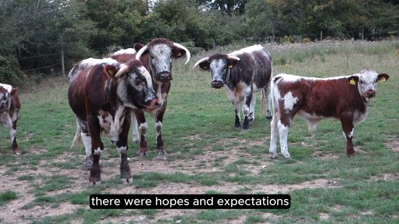 Rewilding at Knepp Estate - a story of biodiversity hope