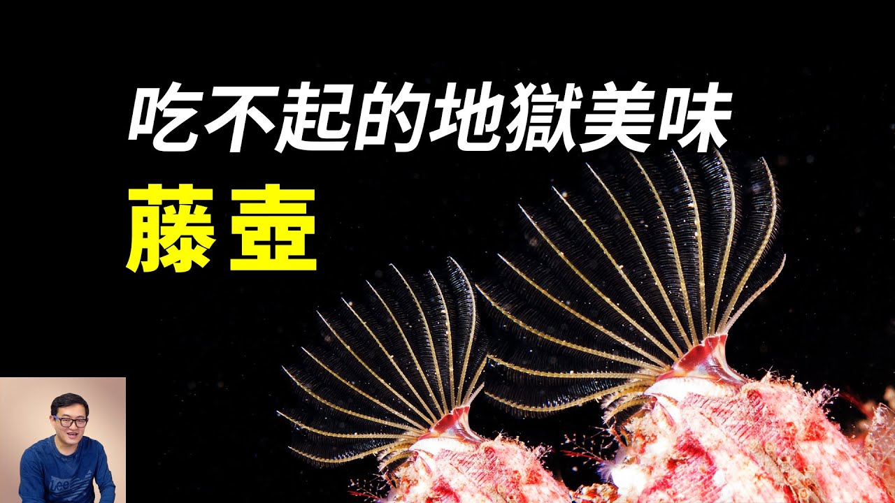 既是座頭鯨之友，又是地獄美味，還能閹割螃蟹，藤壺家族果然變態！【老肉雜談】#動物 #海洋生物 #海鮮 #藤壺 #barnacle