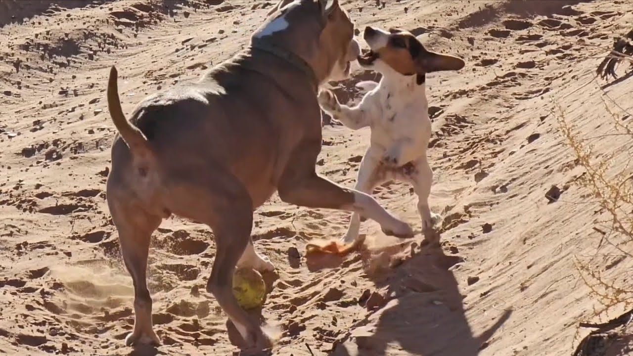 Just Six Minutes of Rocko and William Playing