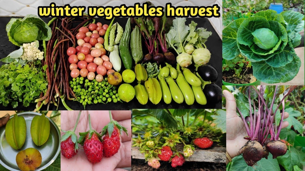 மாடித்தோட்டத்தில் காய்கறிகள் அறுவடை|Winter Vegetables Harvest In Terrace Garden@MaadithottamSachu
