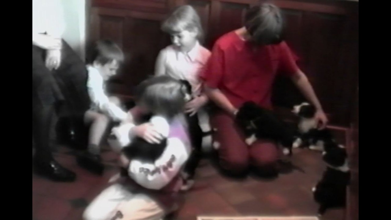 Rosie and Jim's puppies