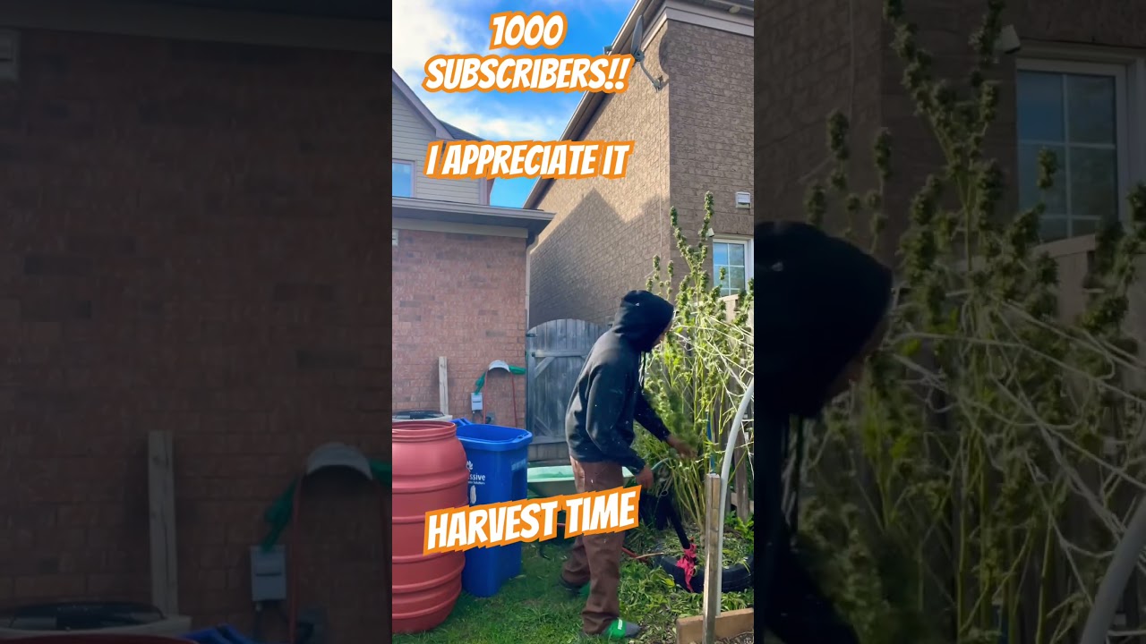 Harvest 2025  Appreciate everyone 1000 subscribers #reggae #chronixx  #greenthumb #fypyoutube