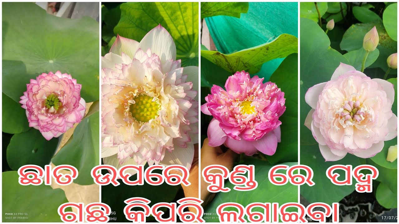 ଛାତ ଉପରେ କୁଣ୍ଡ ରେ ପଦ୍ମ ଗଛ କିପରି ଲଗାଇବା। How to plant lotus tuber in a pot. #happygardening