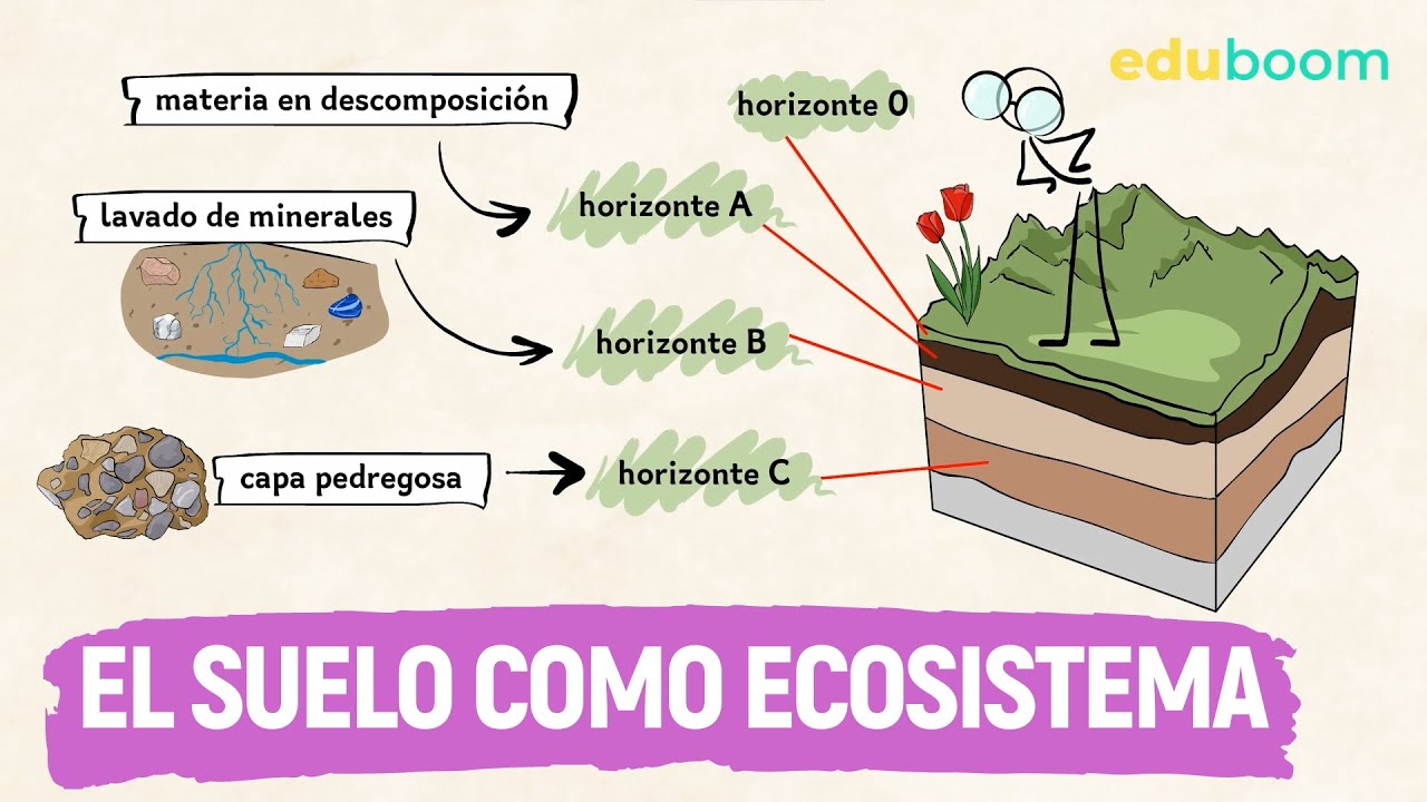 El suelo como ecosistema │ Biología y Geología, 3° ESO