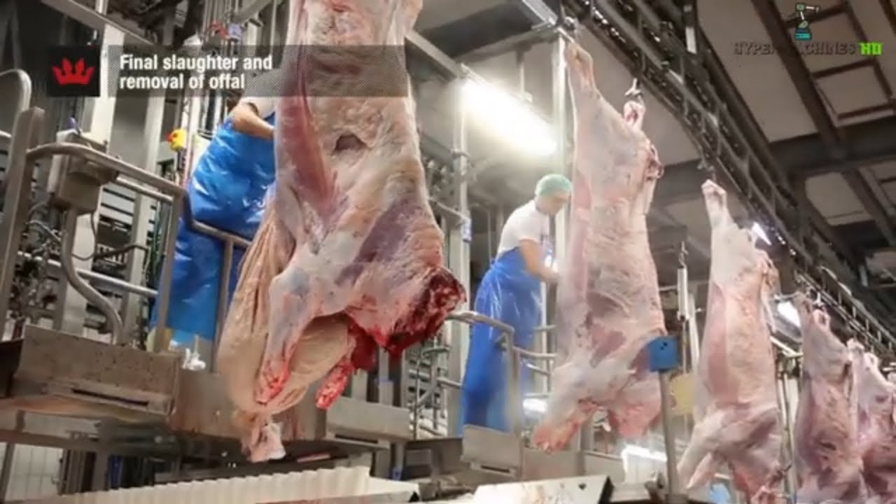 Incredible Modern Meat Processing Factory and Impressive Butchering Skills
