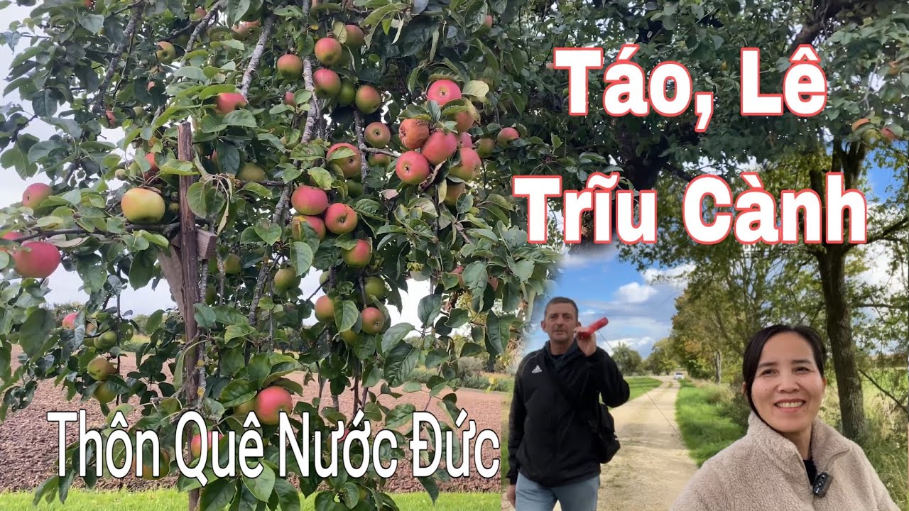 Táo, lê trồng bờ ruộng. Bất ngờ gặp 2 loại nấm ngon | Thôn quê nước Đức. Cuộc sống ở Đức