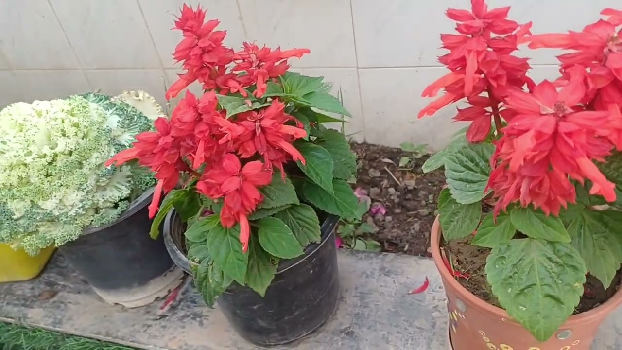 Small house big garden#terrace garden#kitchen garden#flower garden 🌻🏡#viral video