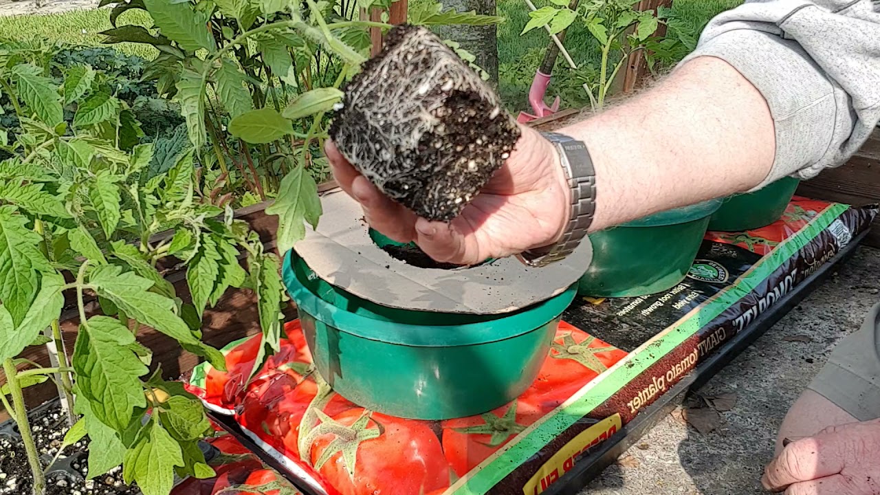Growing tomatoes in halos