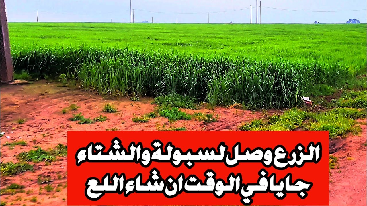 خيرات نتاع القطنية الشعير وفارينا الفلاح ناشط والشتاء داخلا ان شاء الله