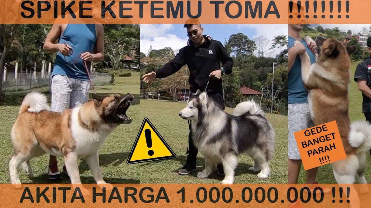 SPIKE ketemu TOMA si AKITA HARGA 1 MILIAR !!!! - VLOG
