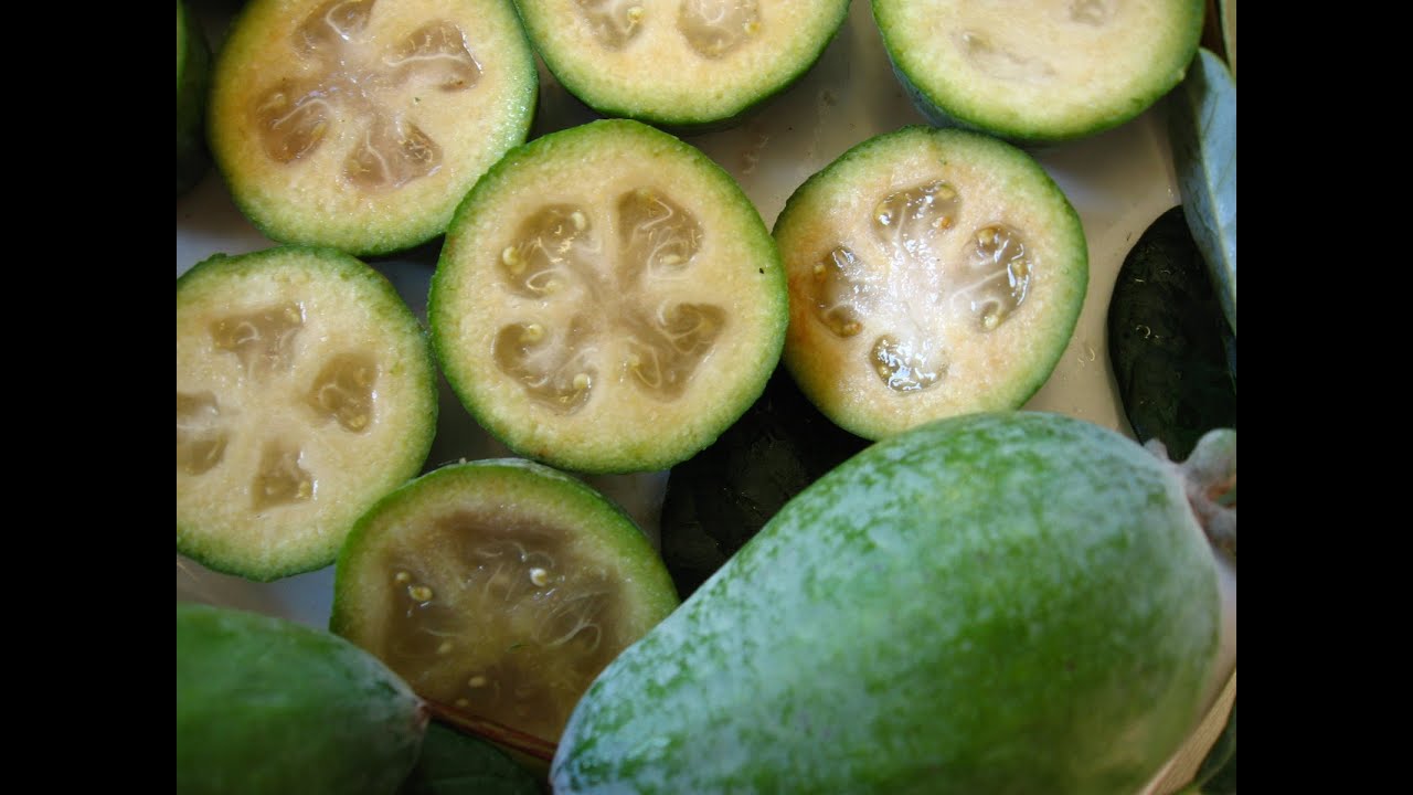 Origen y cultivo de la Feijoa - TvAgro por Juan Gonzalo Angel